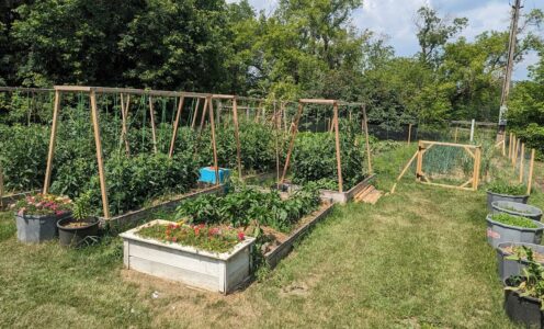 Garden Tales: Expanding, Battling Pests, and More